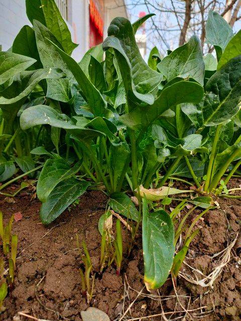 种植蔬菜用什么水肥好