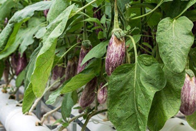 瓜果蔬菜底肥巧施，四季不断开花结果