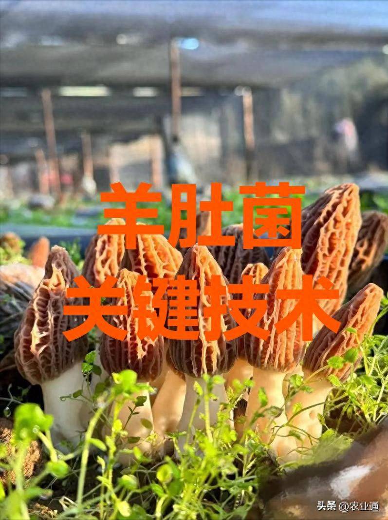 Plastic shed cultivation techniques
