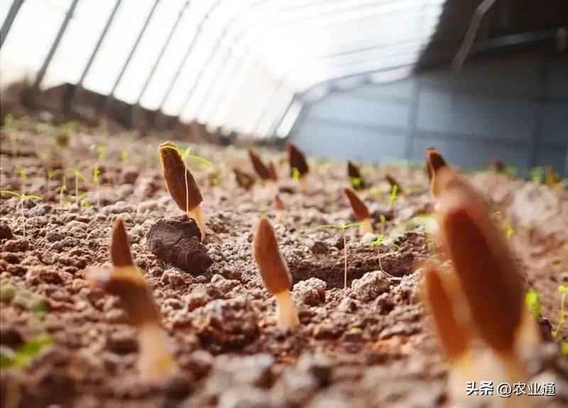 Plastic shed cultivation techniques