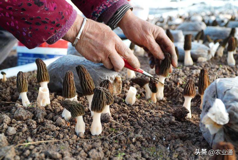 Plastic shed cultivation techniques