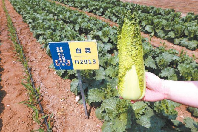 白菜种植技术