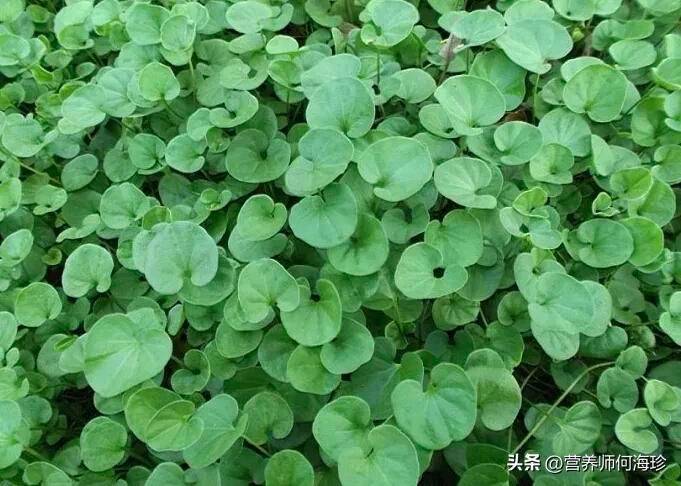 天胡荽草种植方法教程