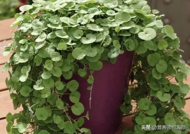 天胡荽草种植方法教程