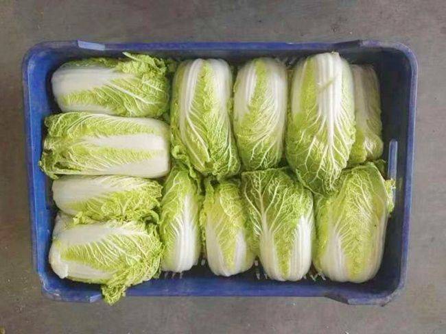 白菜种植技术
