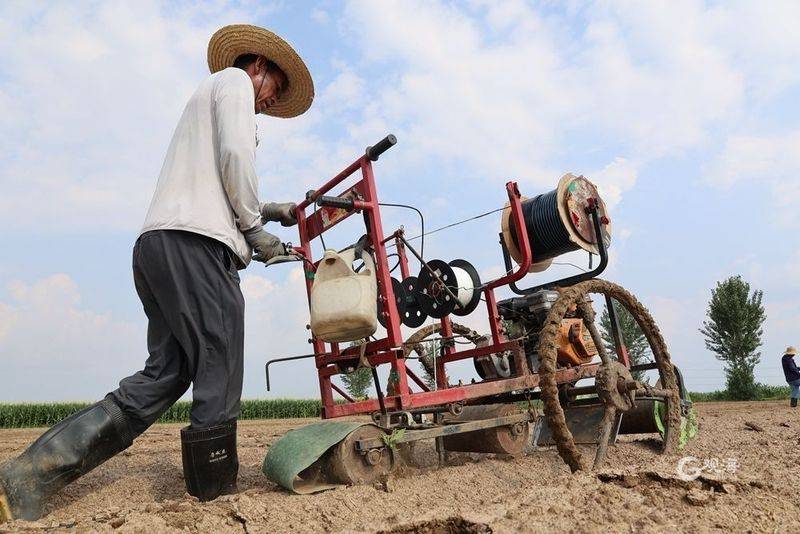 今年6万亩“胶州大白菜”进入播种季，预计9月中旬播种完毕