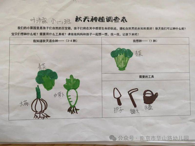 大班种植蔬菜观察记录