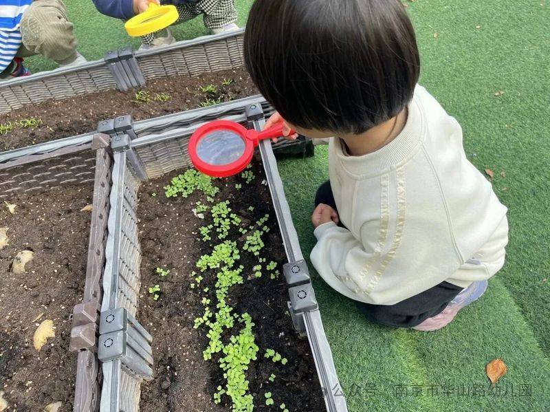 大班种植蔬菜观察记录