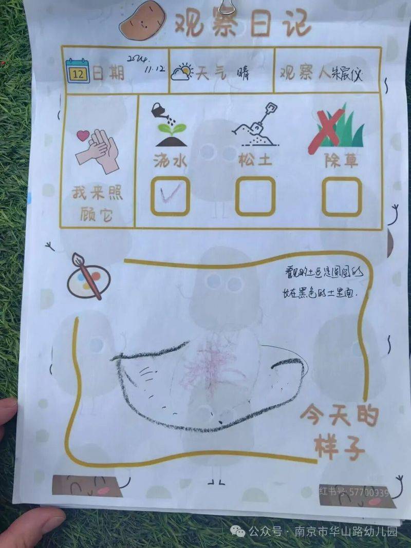 大班种植蔬菜观察记录