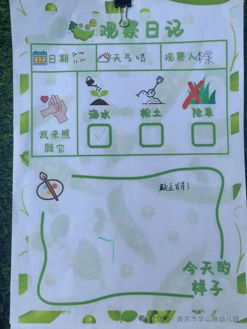 大班种植蔬菜观察记录