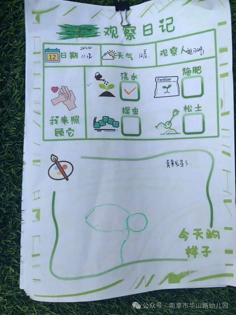 大班种植蔬菜观察记录