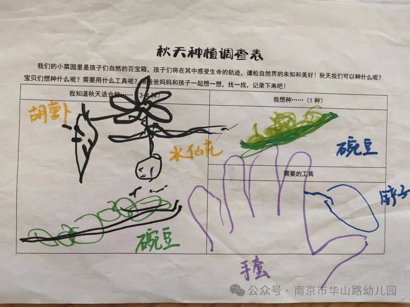 大班种植蔬菜观察记录