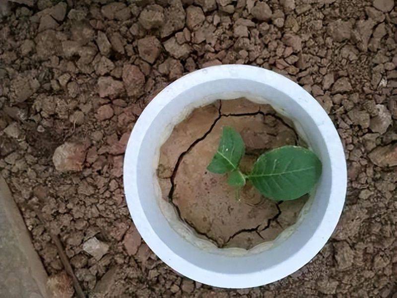 Plastic shed cultivation techniques