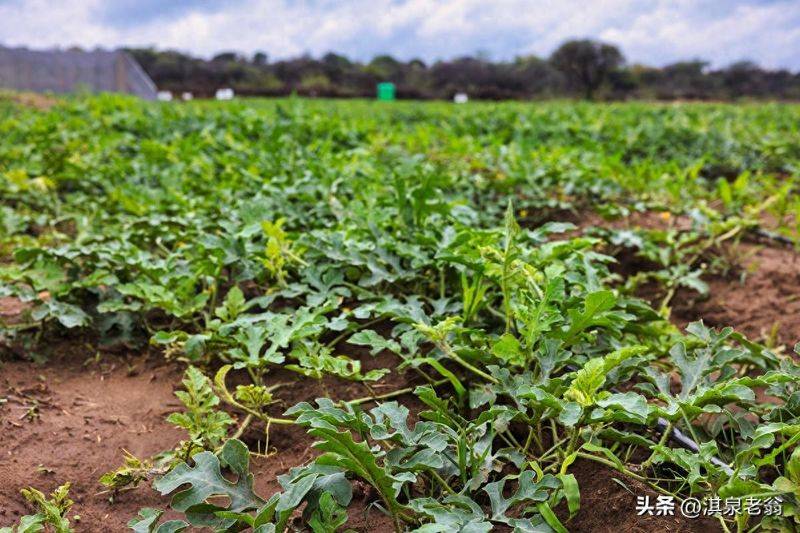 Plastic shed cultivation techniques