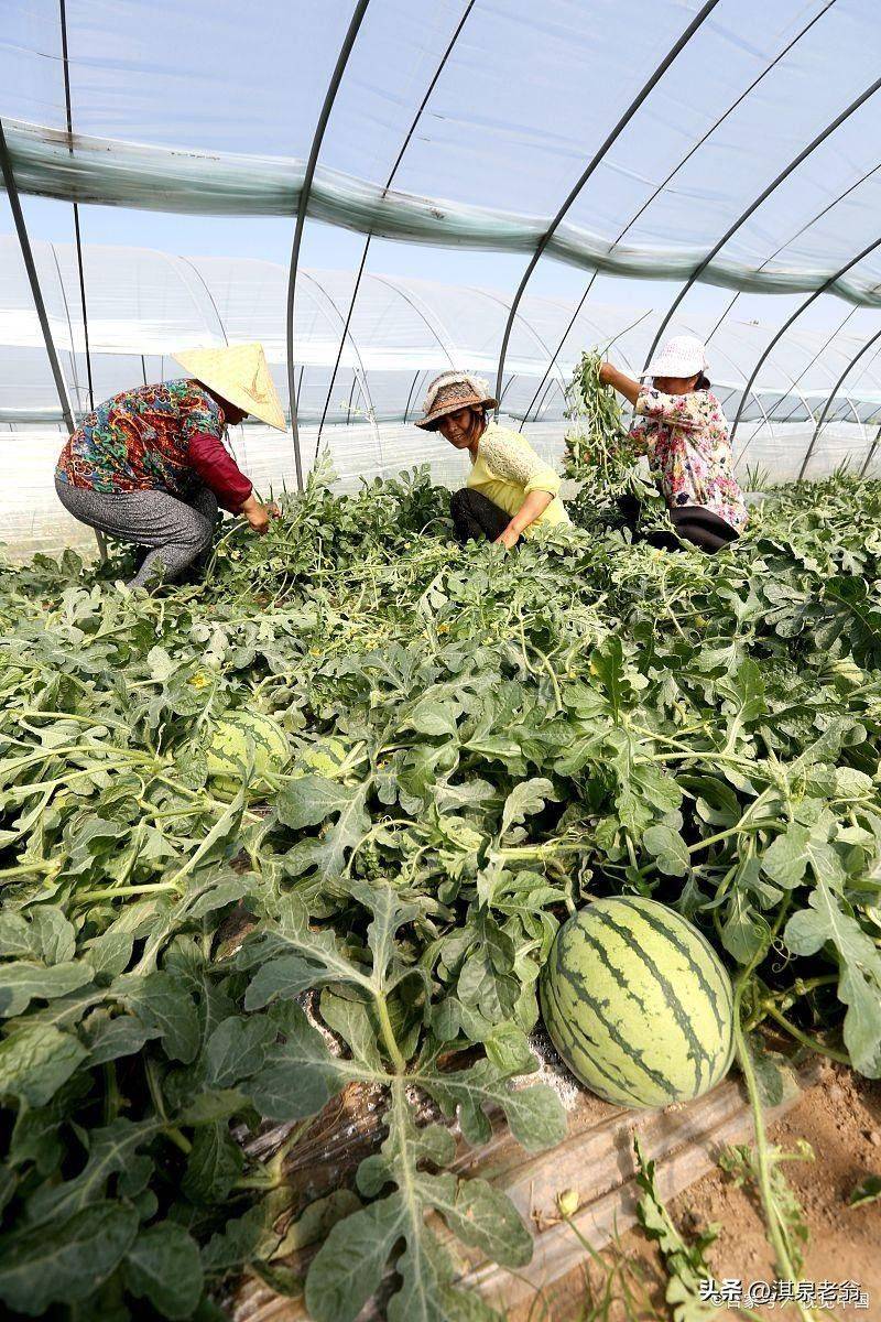 Plastic shed cultivation techniques