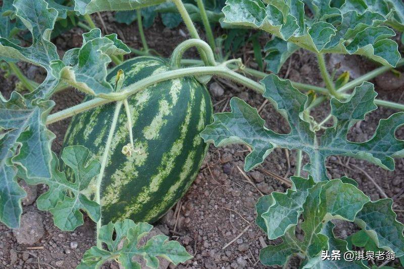 Plastic shed cultivation techniques