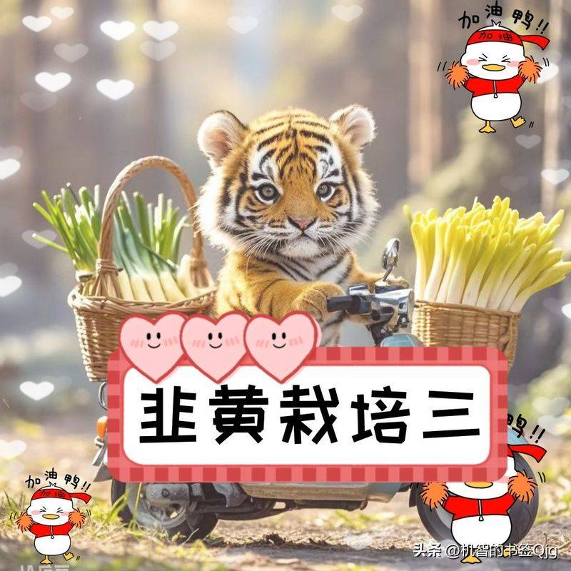 塑料大棚种植技术