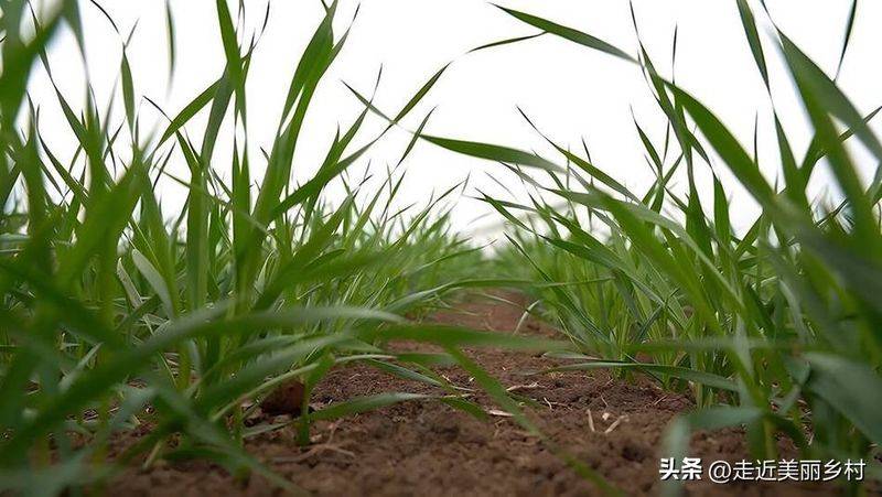 种植蔬菜用什么水肥好
