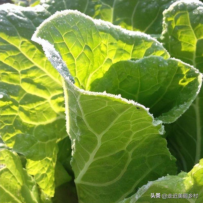 种植蔬菜用什么水肥好