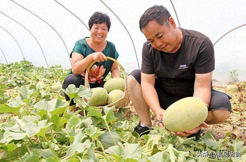 Plastic shed cultivation techniques