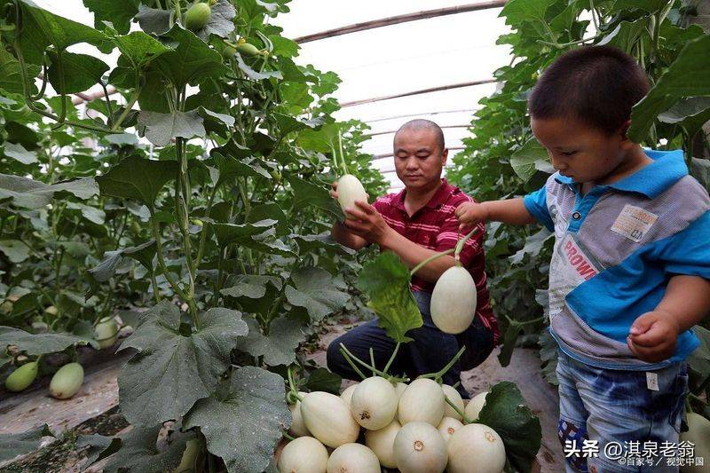 Plastic shed cultivation techniques