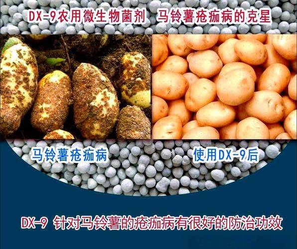 山东秋土豆种植技术