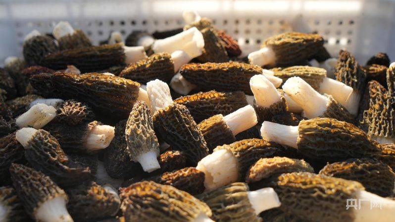 河南方城：冬闲棚变增收棚 羊肚菌喜获丰收