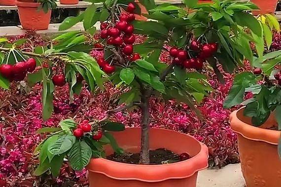 盆栽樱花种子种植方法
