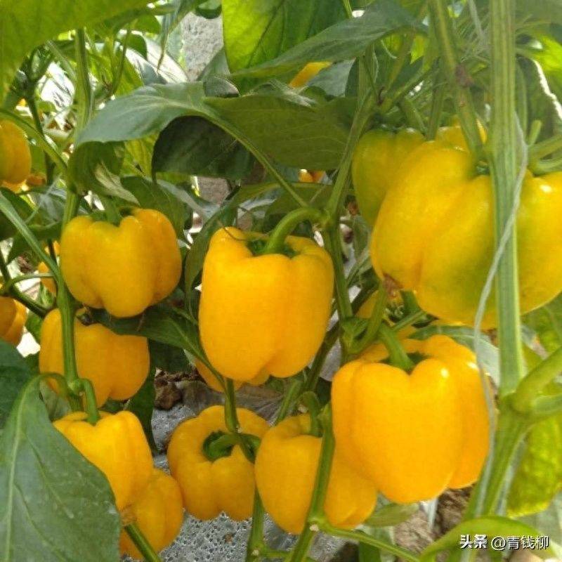 Plastic shed cultivation techniques