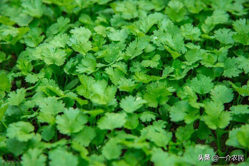 天胡荽草种植方法教程