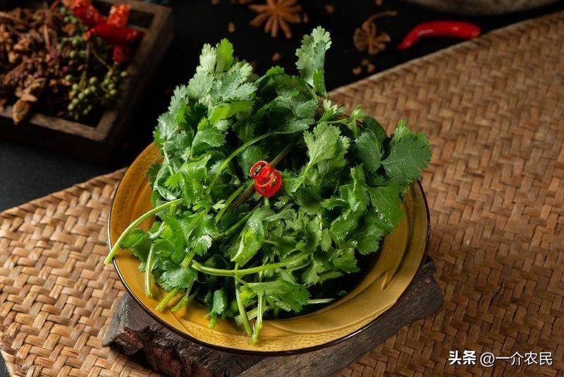 天胡荽草种植方法教程