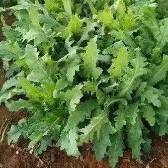 罂粟种植时间和方法