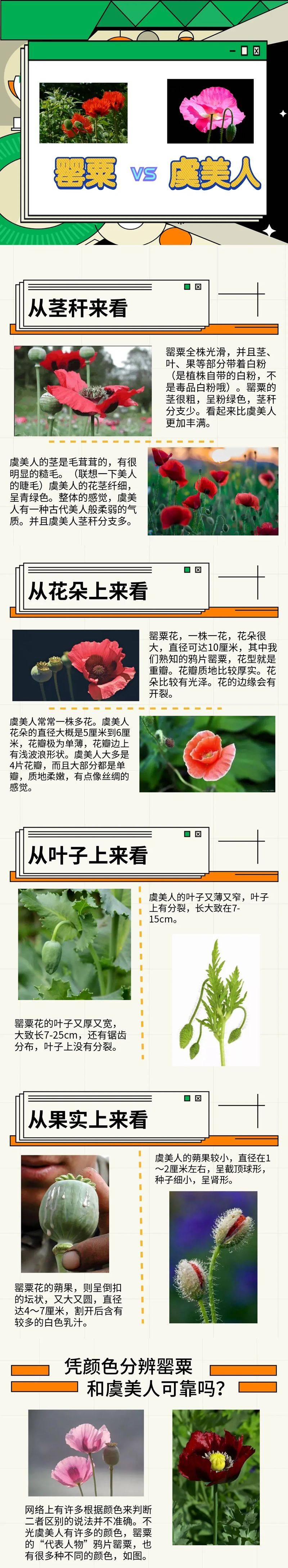 罂粟种植时间和方法