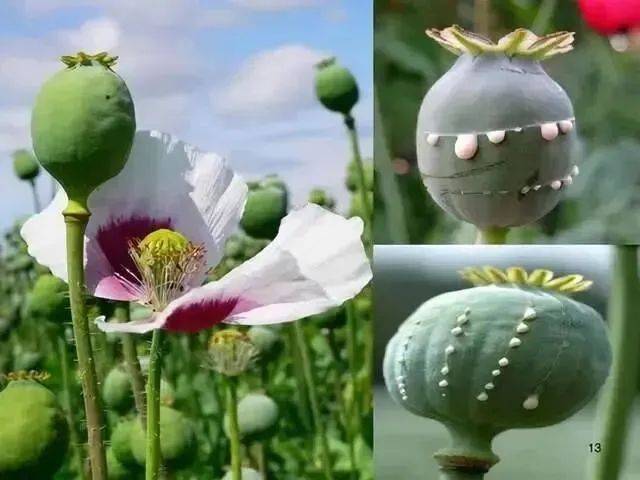 罂粟种植时间和方法