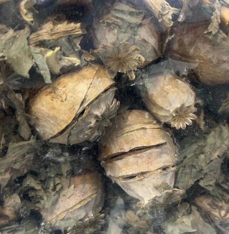 罂粟种植时间和方法