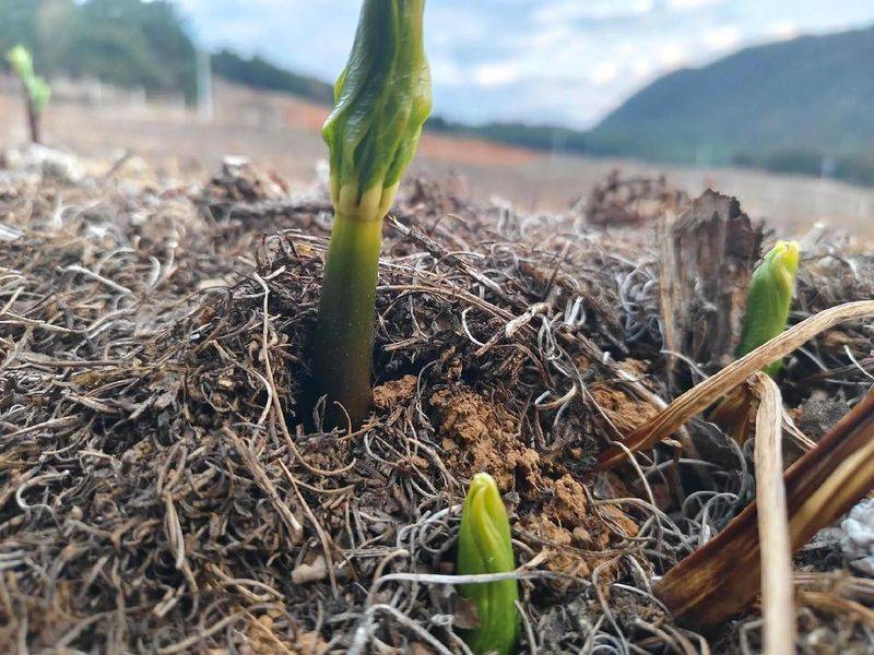重楼人工种植技术