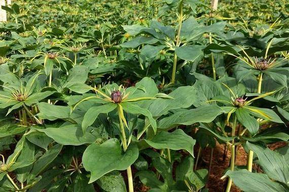 重楼人工种植技术