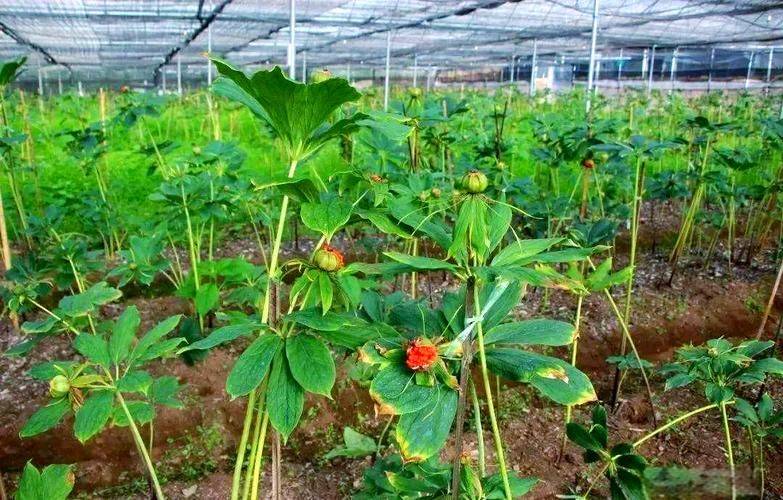 重楼人工种植技术
