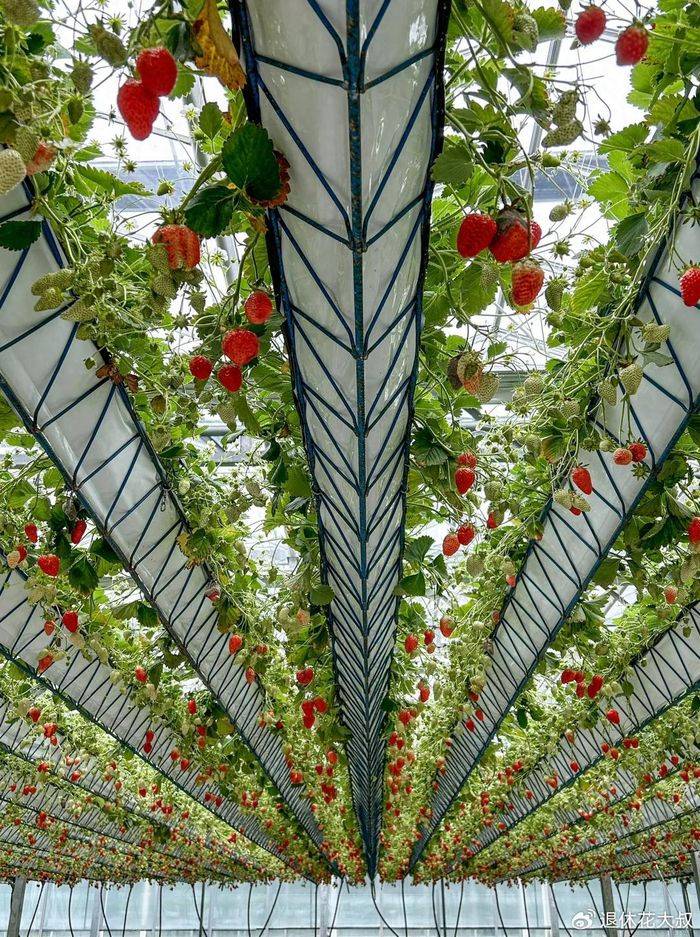 浙江一阿姨，凭“屋顶栽草莓”走红，方法太奇特，看到人的都夸好