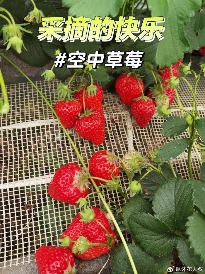 盆栽草莓种植方法