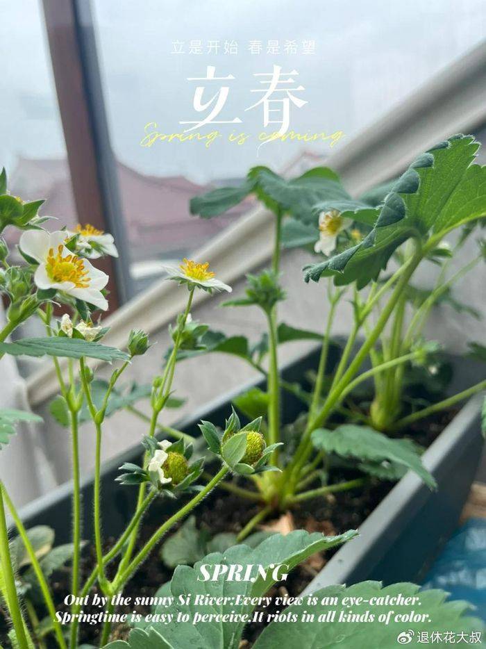 盆栽草莓种植方法