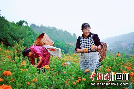 万寿菊种植技术