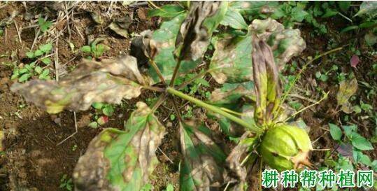 重楼人工种植技术