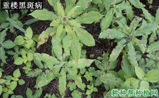 重楼人工种植技术