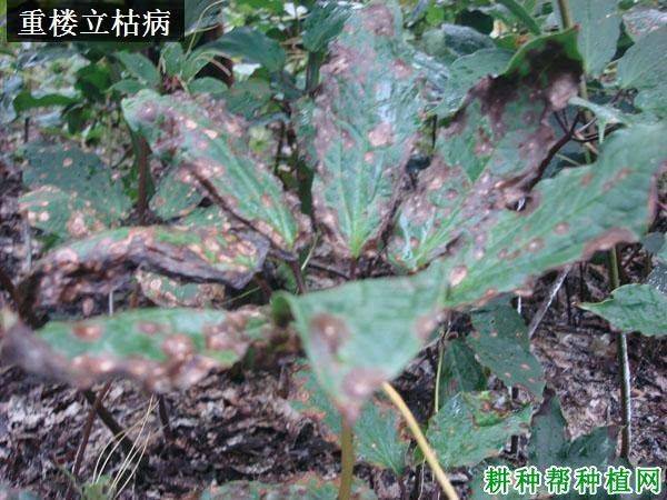 重楼人工种植技术
