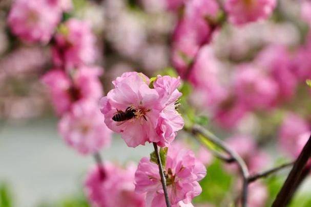 榆叶梅培育技术