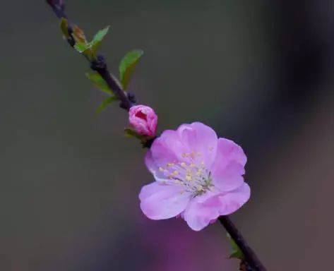 榆叶梅苗木种植技术