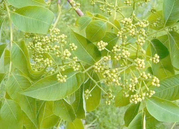 【黄柏】中药黄柏栽培套种重楼技术详解