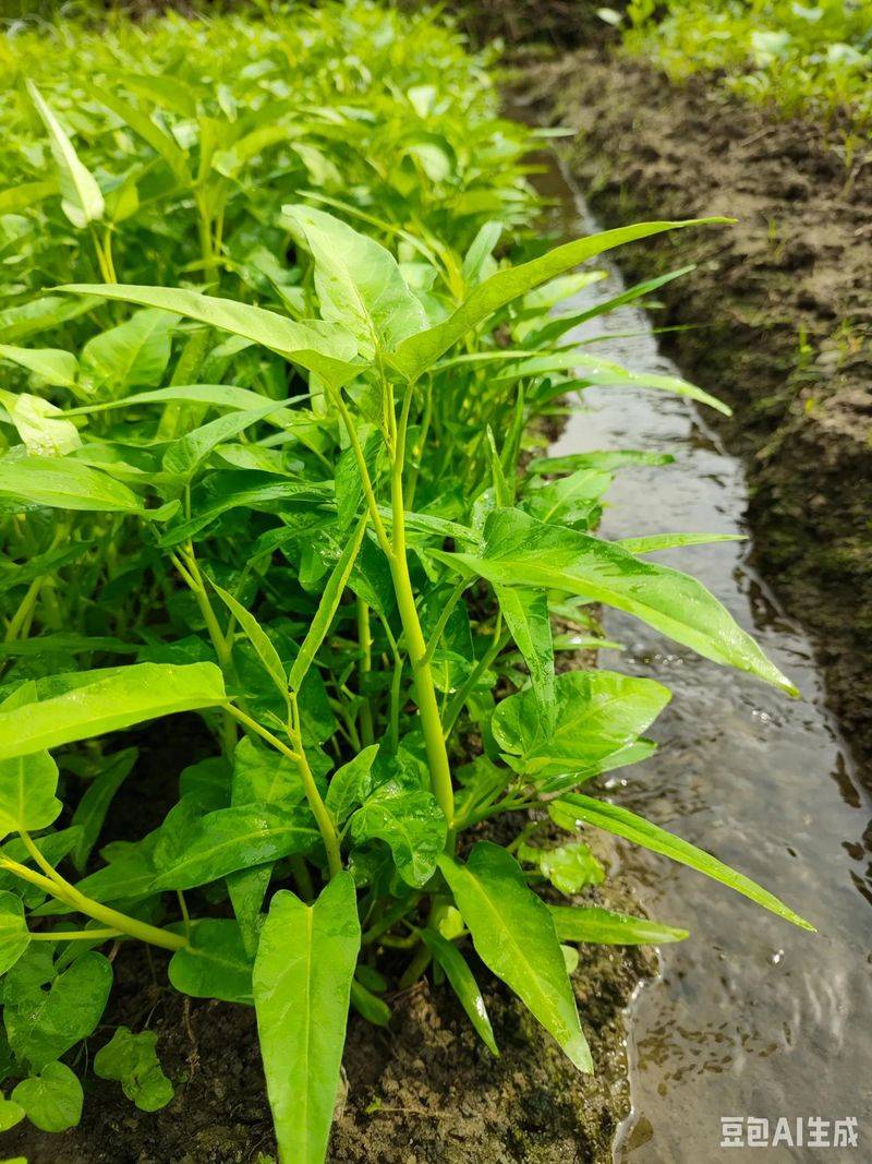 水空心菜的种植方法