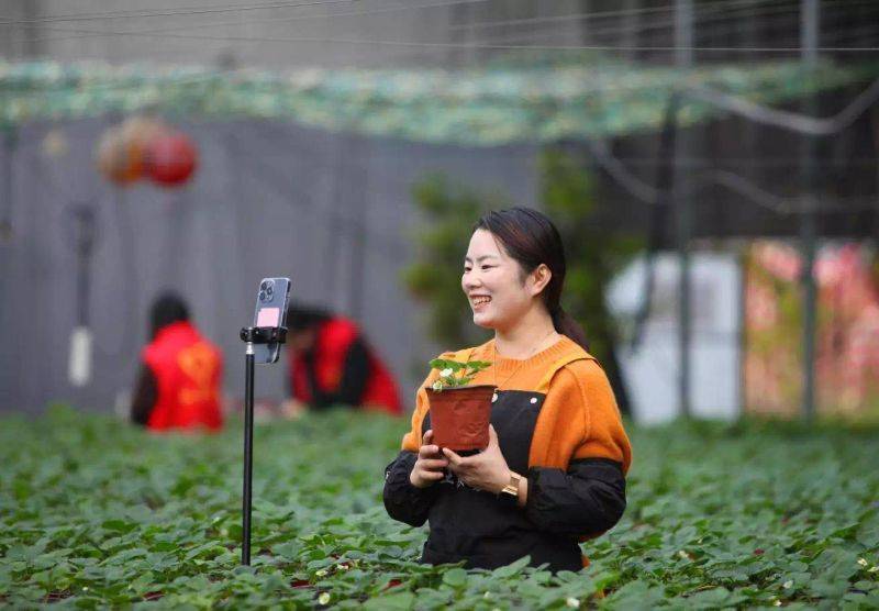 盆栽草莓种植方法